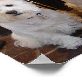 Westie Girl Trio Poster (Ecke)