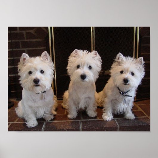 Westie Girl Trio Poster (Vorne)