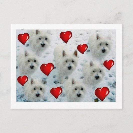 Westie hearts postcard thankyou, birthday, hello e postkarte (Vorderseite)