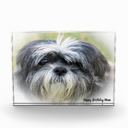 Westie Hund. Fotoblock (Vorderseite)
