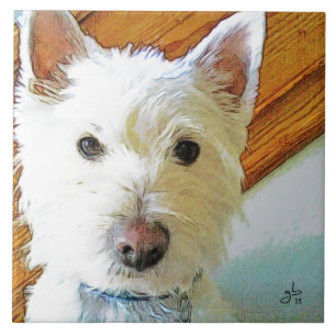 Westie Hundegesicht, Sie betrachtend Fliese