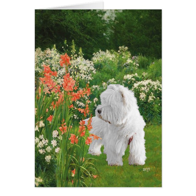 Westie im Garten (Vorne)