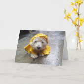 Westie im gelben Regen-Mac! Karte (Gelbe Blume)