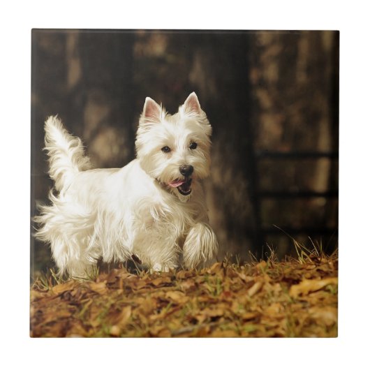 Westie in Bewegung Fliese (Vorderseite)