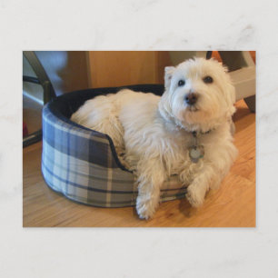 Westie in Doggie Bed Foto Postkarte