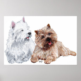 Westie mit braunem Cairn Terrier Poster