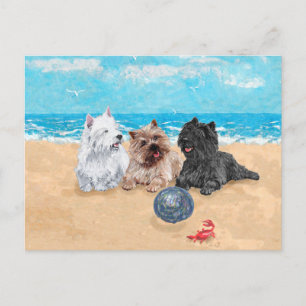 Westie mit Cairn Terriern am Strand Postkarte