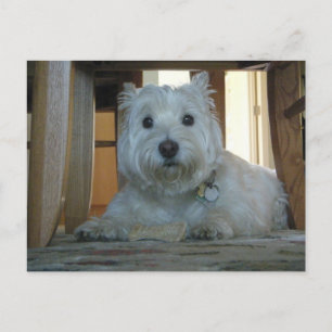 Westie mit Dog Bone Foto Postcard Postkarte