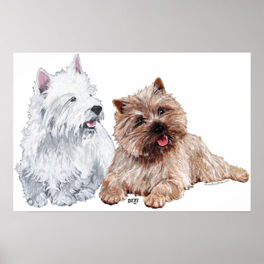 Westie mit einem braunen Cairn Terrier Poster (Vorne)