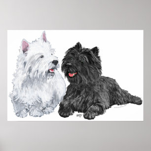 Westie mit einem schwarzen Cairn Terrier Poster