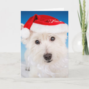 Westie mit Weihnachtsmannmütze und Bart Feiertagskarte