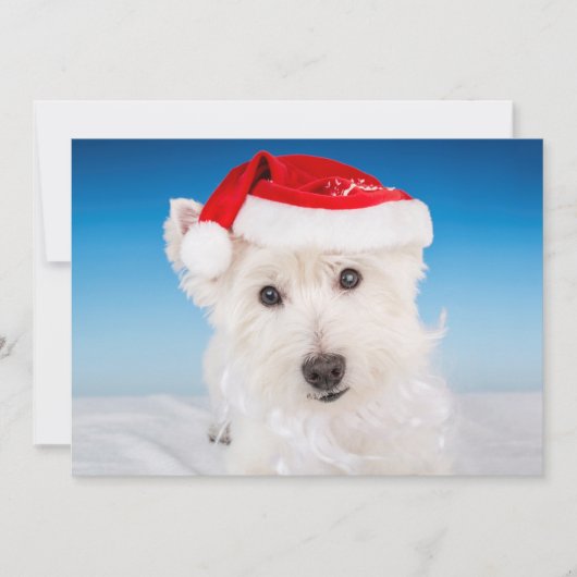 Westie mit Weihnachtsmannmütze und Bart Feiertagskarte (Vorderseite)