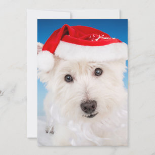 Westie mit Weihnachtsmannmütze und Bart Feiertagskarte