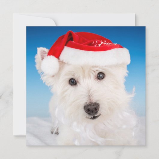 Westie mit Weihnachtsmannmütze und Bart Feiertagskarte (Vorderseite)