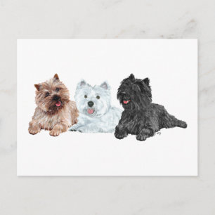 Westie mit zwei Cairn Terriern Postkarte