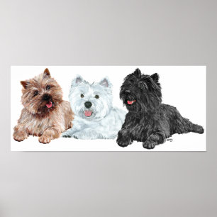 Westie mit zwei Cairn Terriers Poster
