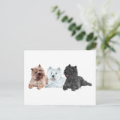 Westie mit zwei Cairn Terriers Postkarte (Stehend Vorderseite)