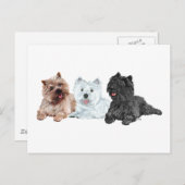 Westie mit zwei Cairn Terriers Postkarte (Vorne/Hinten)