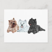 Westie mit zwei Cairn Terriers Postkarte (Vorderseite)