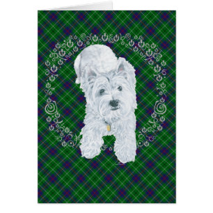 Westie on Tartan