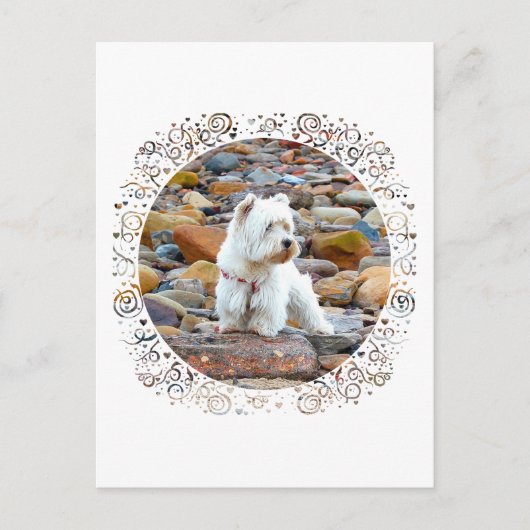 Westie on the Rocks Postkarte (Vorderseite)