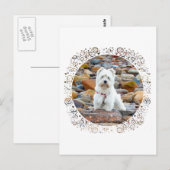 Westie on the Rocks Postkarte (Vorne/Hinten)