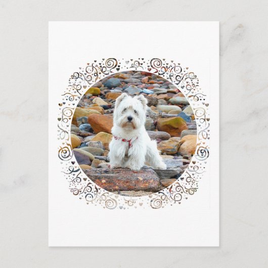 Westie on the Rocks Postkarte (Vorderseite)