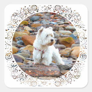 Westie on the Rocks Quadratischer Aufkleber
