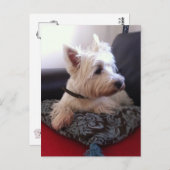 Westie Postcard Postkarte (Vorne/Hinten)
