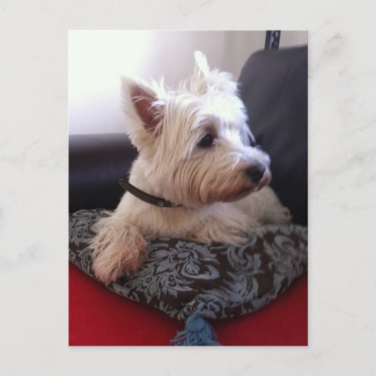 Westie Postcard Postkarte (Vorderseite)