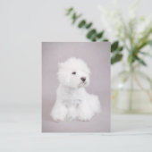 Westie Postkarte (Stehend Vorderseite)