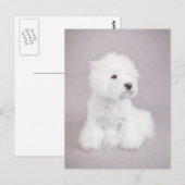 Westie Postkarte (Vorne/Hinten)