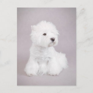Westie Postkarte