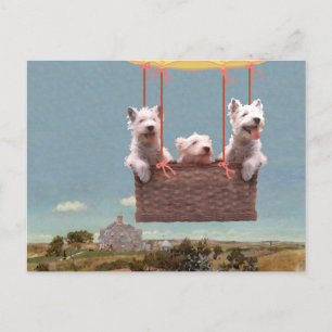 Westie-Postkarte Postkarte
