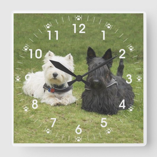 Westie & Scottie Green Grass Quadratische Wanduhr (Vorderseite)