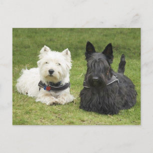 Westie & Scottie Grüner Rasen Postkarte