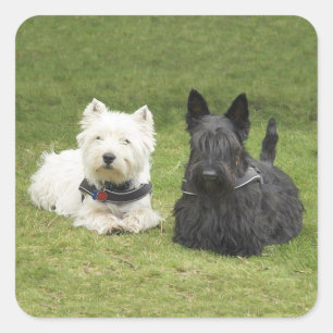 Westie & Scottie Grüner Rasen Quadratischer Aufkleber