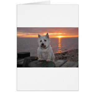 Westie Sonnenuntergang
