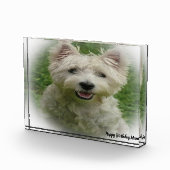 Westie Terrier Dog. Fotoblock (Rechts)