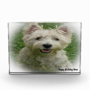 Westie Terrier Hund. Fotoblock
