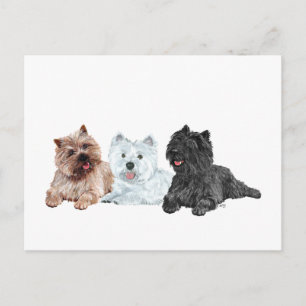Westie und Cairn Terrier Postkarte