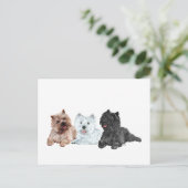 Westie und Cairn Terriers Postkarte (Stehend Vorderseite)