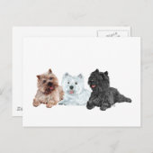 Westie und Cairn Terriers Postkarte (Vorne/Hinten)