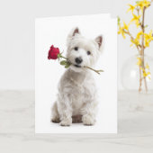 Westie Valentine – Helle Liebe und Hingabe Karte (Gelbe Blume)