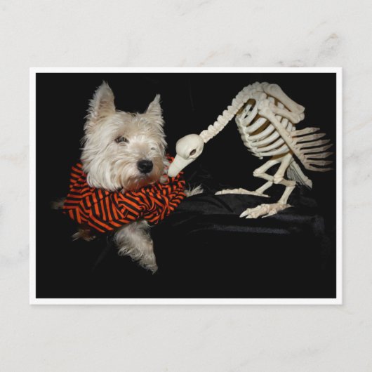 Westie Vulture Skeleton Halloween Postkarte (Vorderseite)