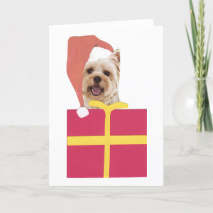 Westie Weihnachtsmannmütze-Geschenkboxen Feiertagskarte