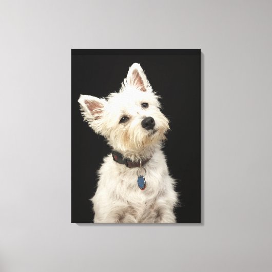 Westie | West Highland Terrier Leinwanddruck (Vorderseite)