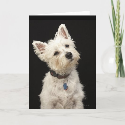 Westie (West Highland Terrier) mit Kragen Karte (Vorderseite)