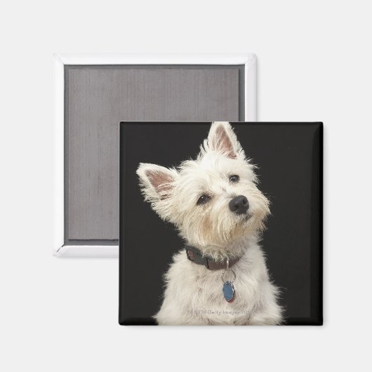 Westie (West Highland Terrier) mit Kragen Magnet (Vorderseite/Rückseite)