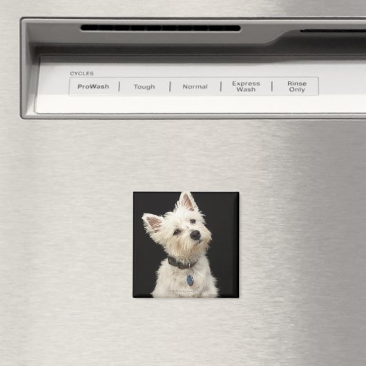 Westie (West Highland Terrier) mit Kragen Magnet (In Situ (Geschirrspüler))